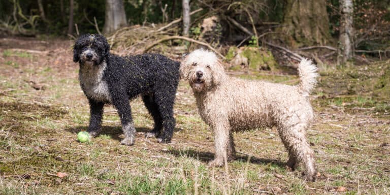 Two Spanish Water Dogs