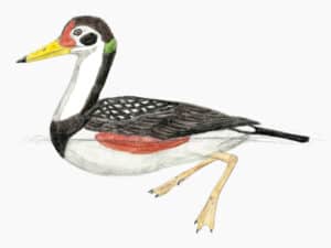 This Ancient Duck Once Roamed The Earth With Dinosaurs Picture