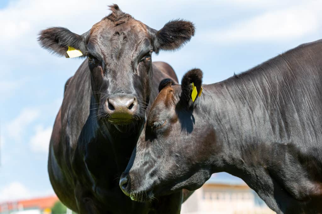 Wagyu Cattle