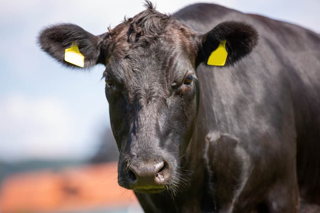 13 Animals That Produce Milk - AZ Animals