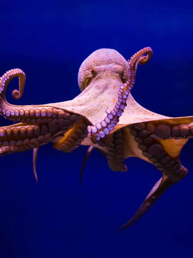 Which Type of Sea Creature Are You? - A-Z Animals