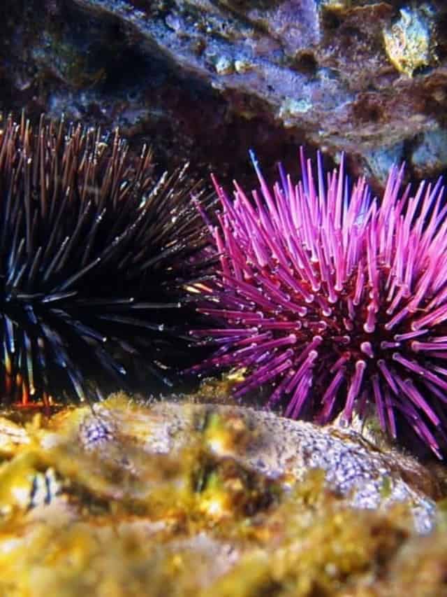 What do sea urchins eat
