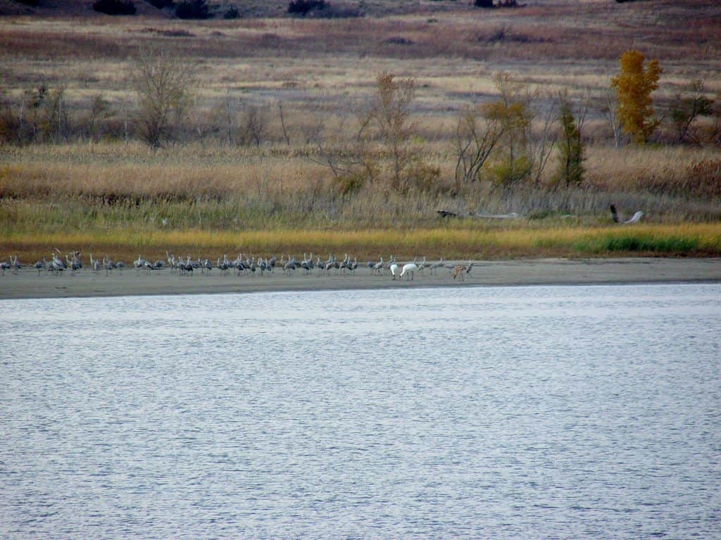 Whooping cranes visiting Wilson Lake in Kansas