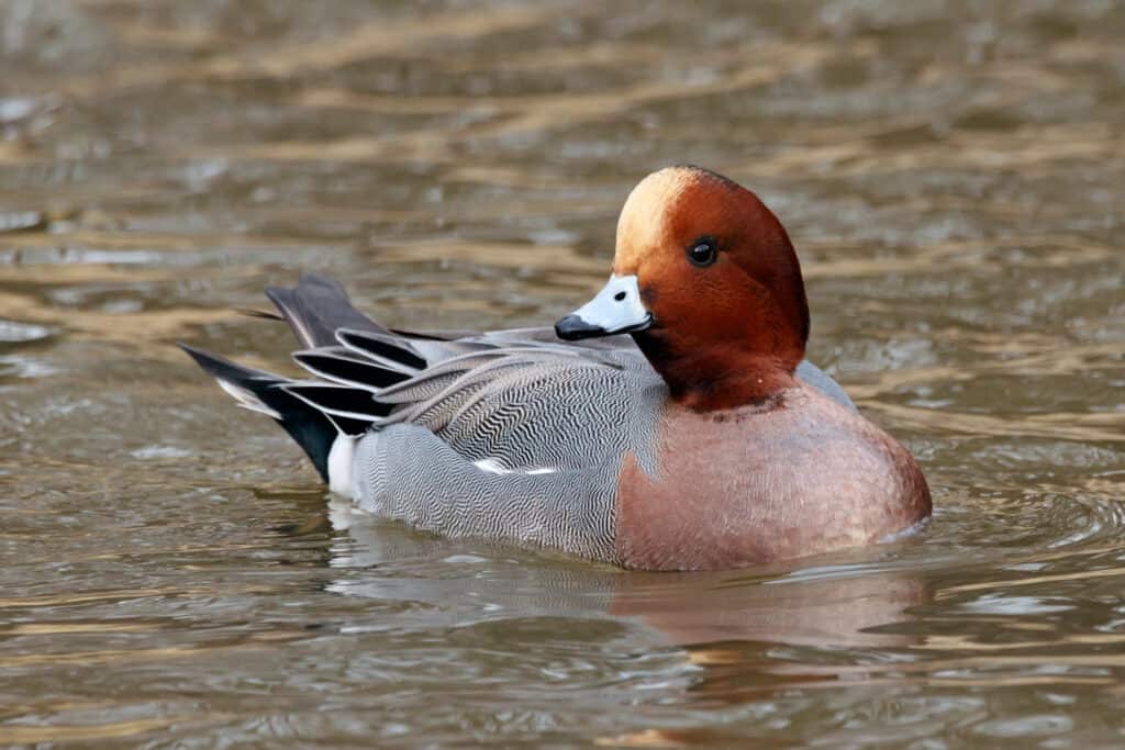 Wigeon