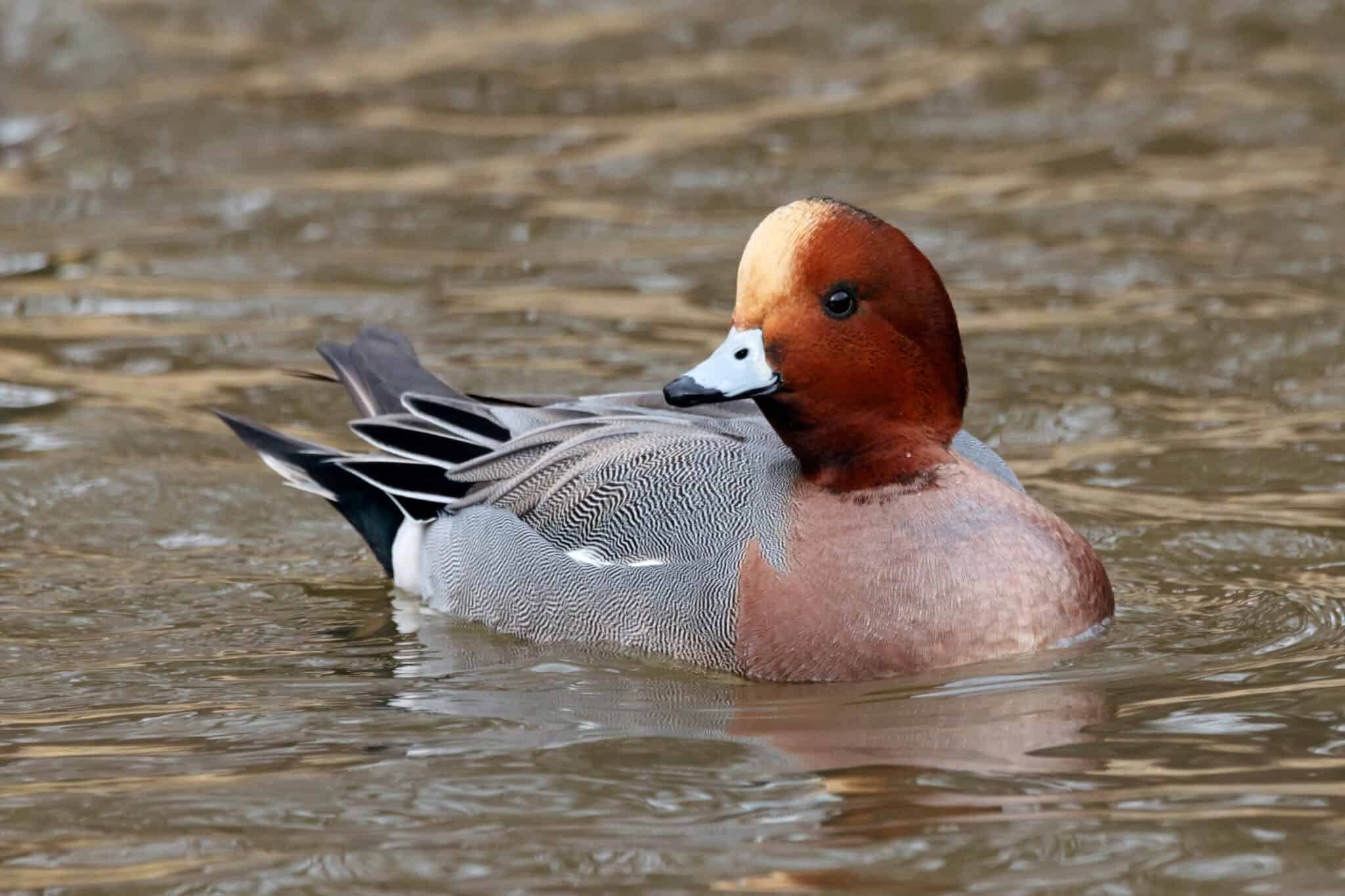 Wigogen Wigeons: Diet, Symbolism, Habitat, and More! - A-Z Animals