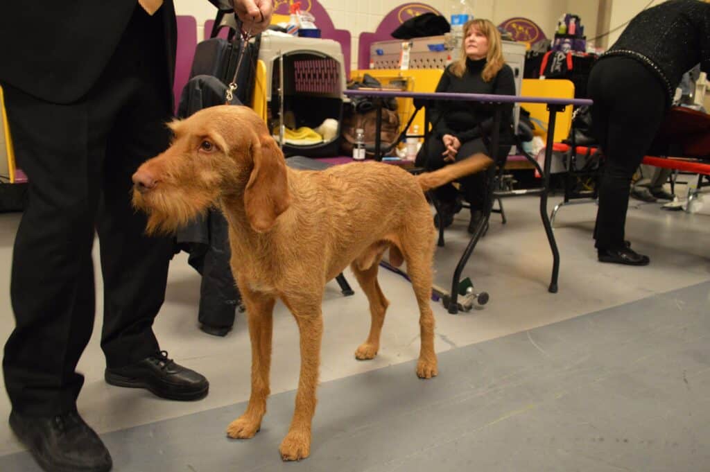 Wirehaired Vizsla