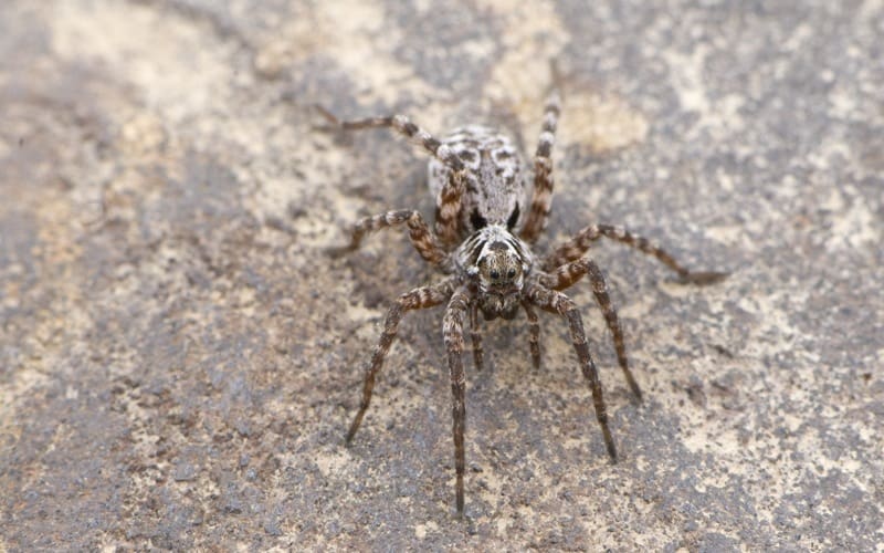 Pardosa glacialis