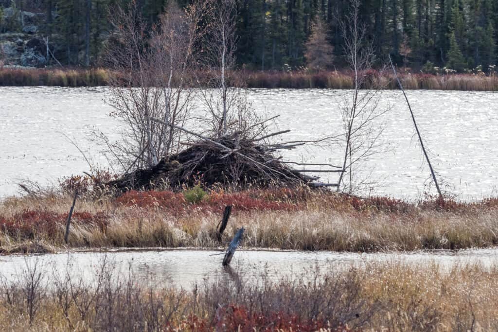 Wood Buffalo National Park Beaver Dam