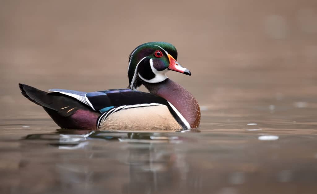 Wood Duck