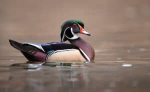 Duck Hunting Season in Connecticut: Season Dates, Bag Limits, and More Picture