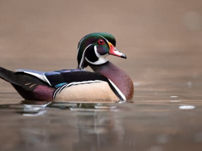 A Duck Hunting Season in Connecticut: Season Dates, Bag Limits, and More