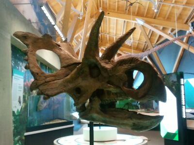Xenoceratops Picture