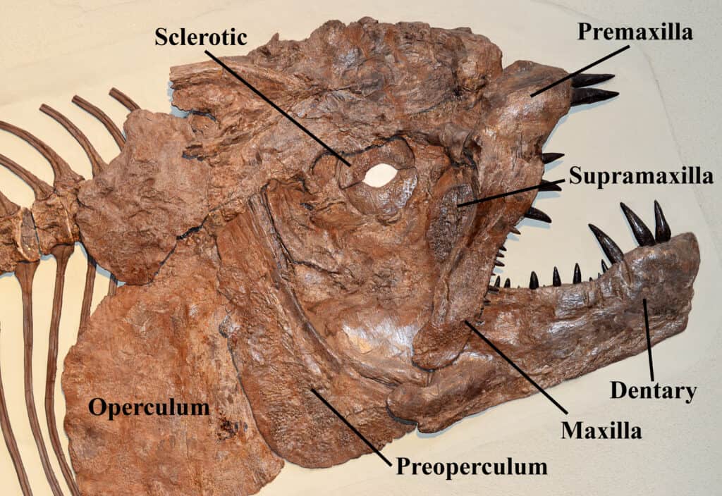 Xiphactinus Fossil with Parts Labeled