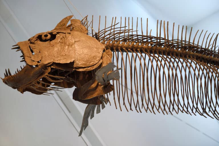 Xiphactinus Fossil in Canada