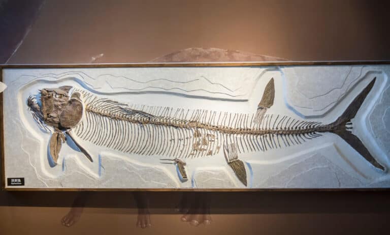 Xiphactinus Fossil in China