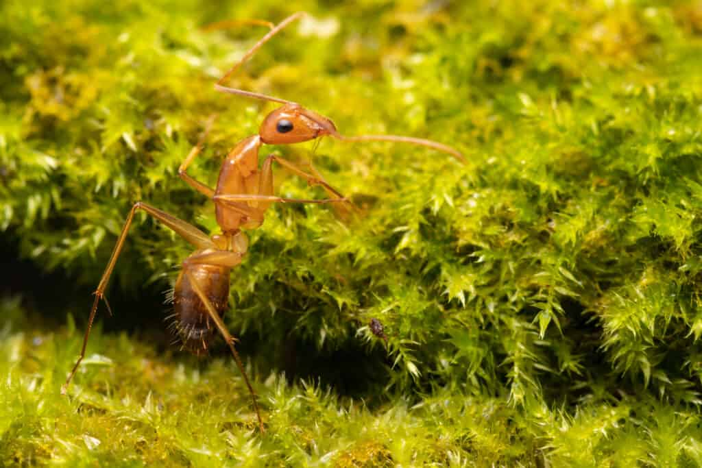 Yellow Crazy Ant Walks on Moss