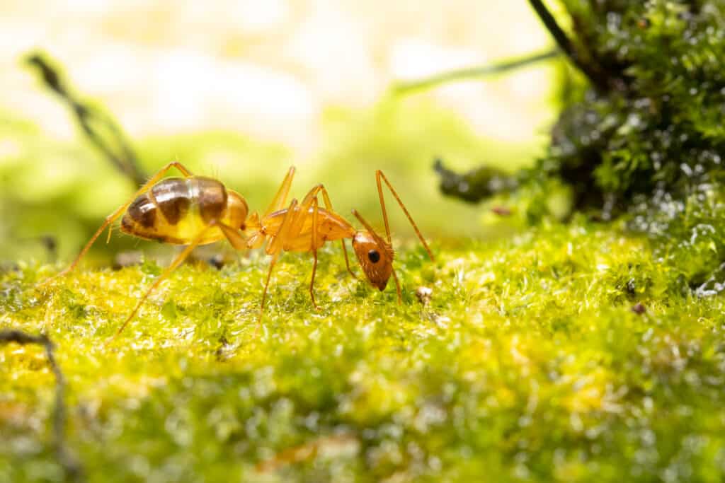 Anoplolepis gracilipes, yellow crazy ant