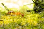 Yellow crazy ant