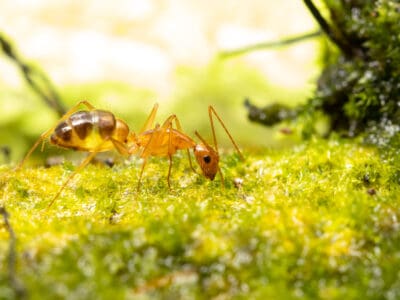 A Yellow Crazy Ant