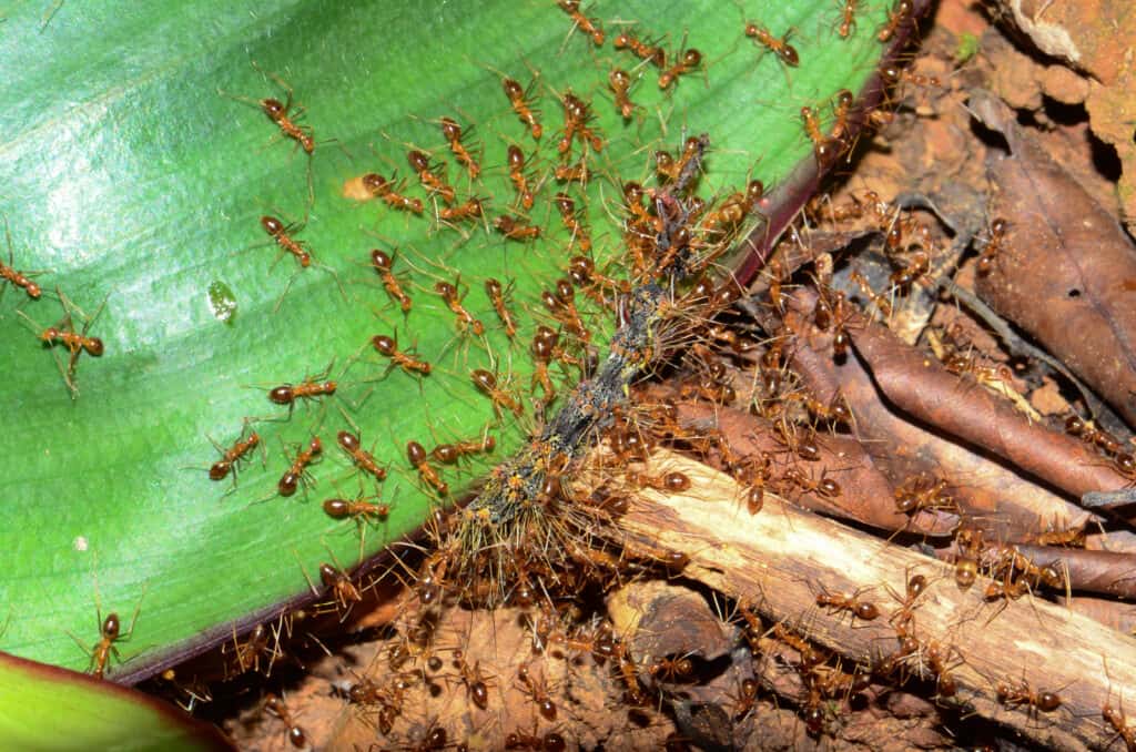 Colony of Yellow Crazy Ants hunting prey.