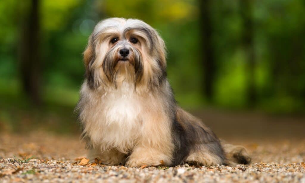 havanese dog