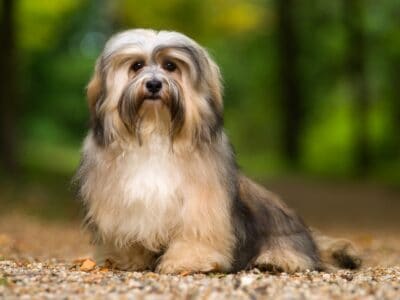 A Do Havanese Shed?