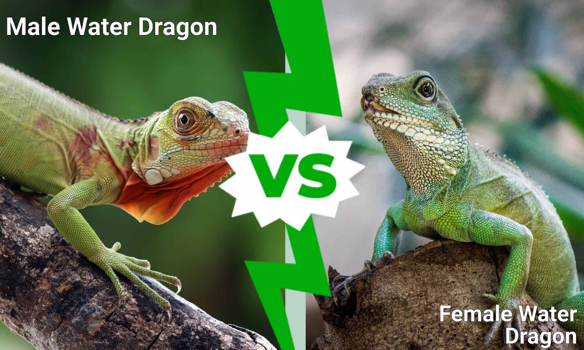 male-vs-female-water-dragon-how-different-are-they-a-z-animals