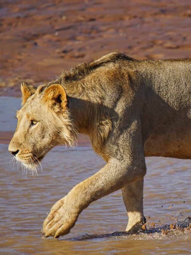 Lioness walking into water