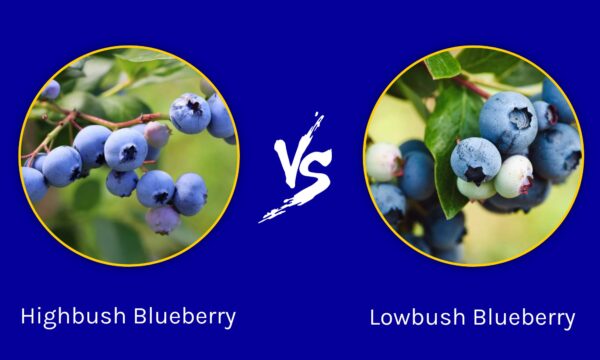 Highbush Blueberry vs. Lowbush Blueberry - A-Z Animals