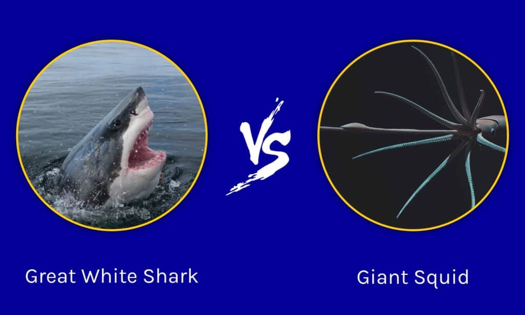 Giant Squid Vs Great White Shark