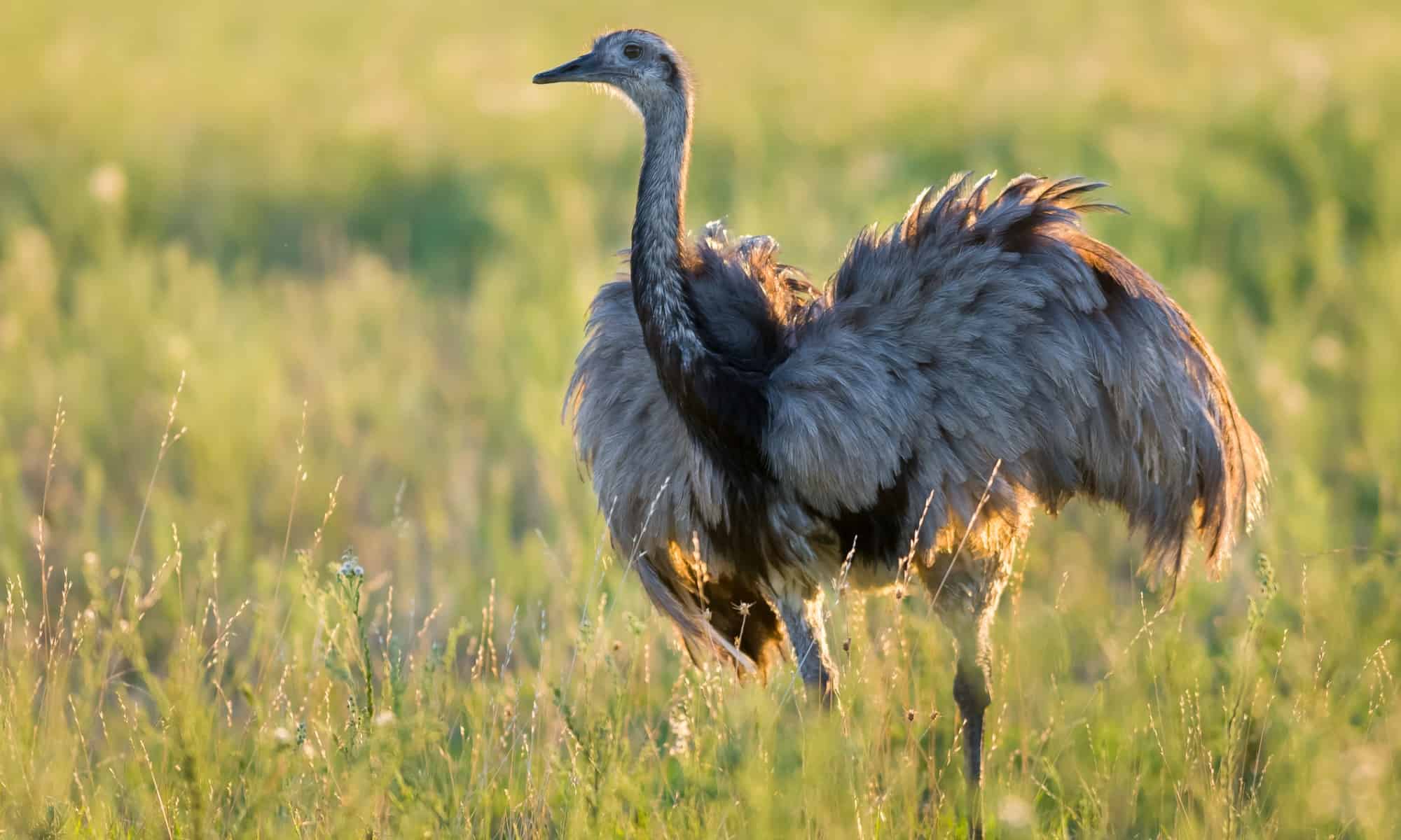 Meet The Largest South American Bird - AZ Animals