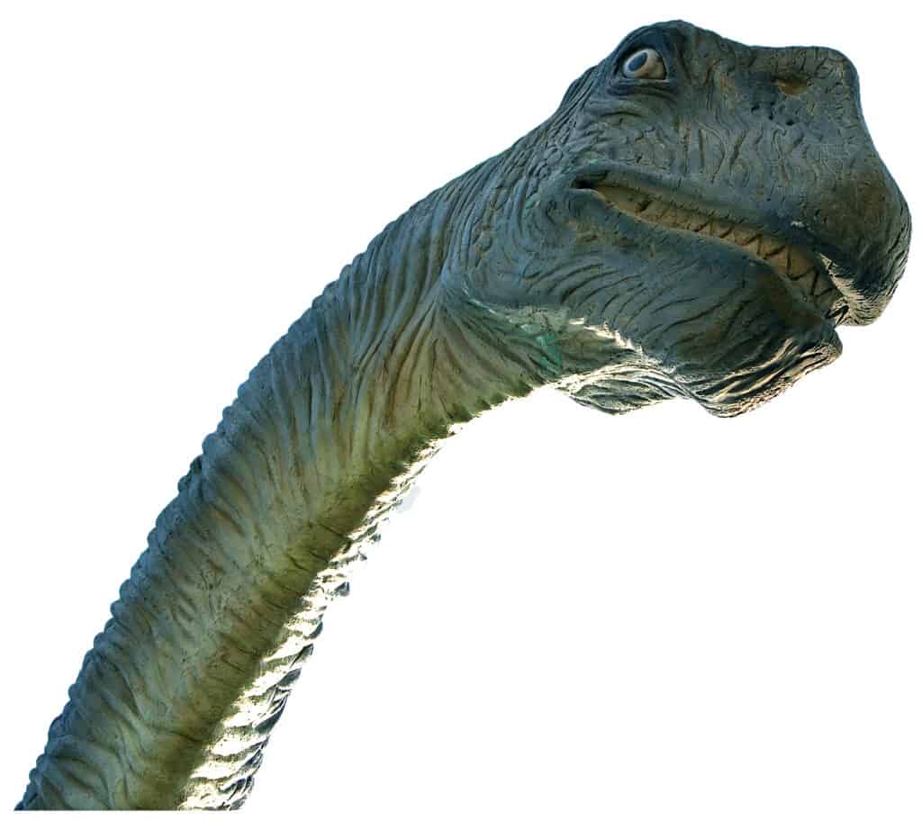 Supersaurus neck and head