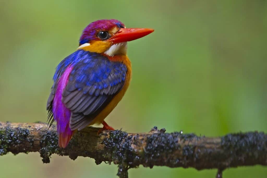 Oriental Dwarf Kingfisher – Autumn
