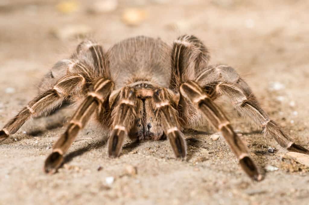 Purple Zebra Tarantula (1 - 2) (Ornithoctonus sp. Purple Zebra) For