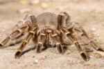Tarantulas and large spiders