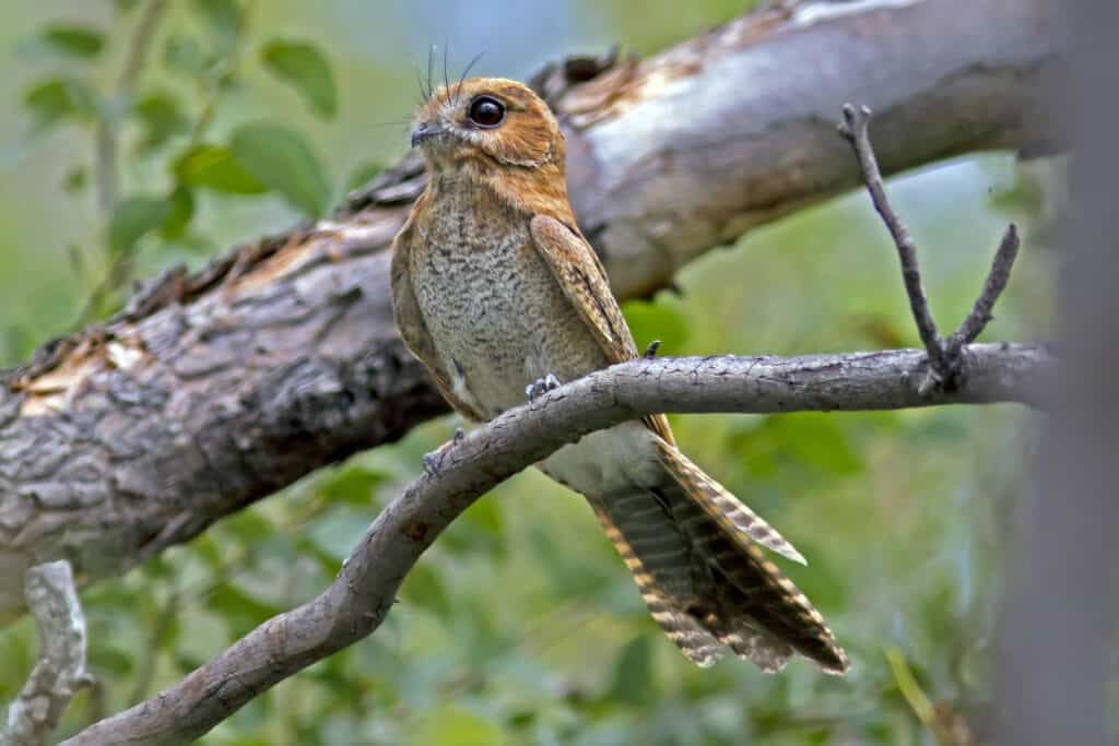 nightjar in a tree