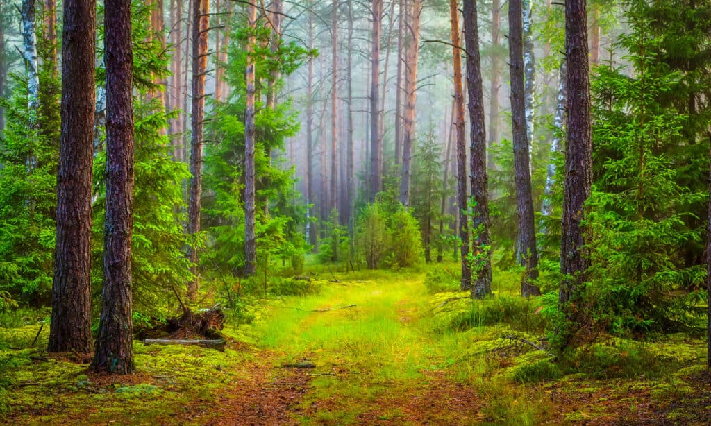 Forest, Backgrounds, Nature, Woodland, Landscape - Scenery