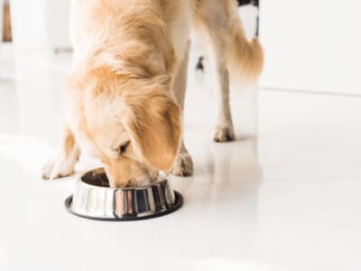 A Discover 5 Surprising Foods You Should Never Feed Your Dog
