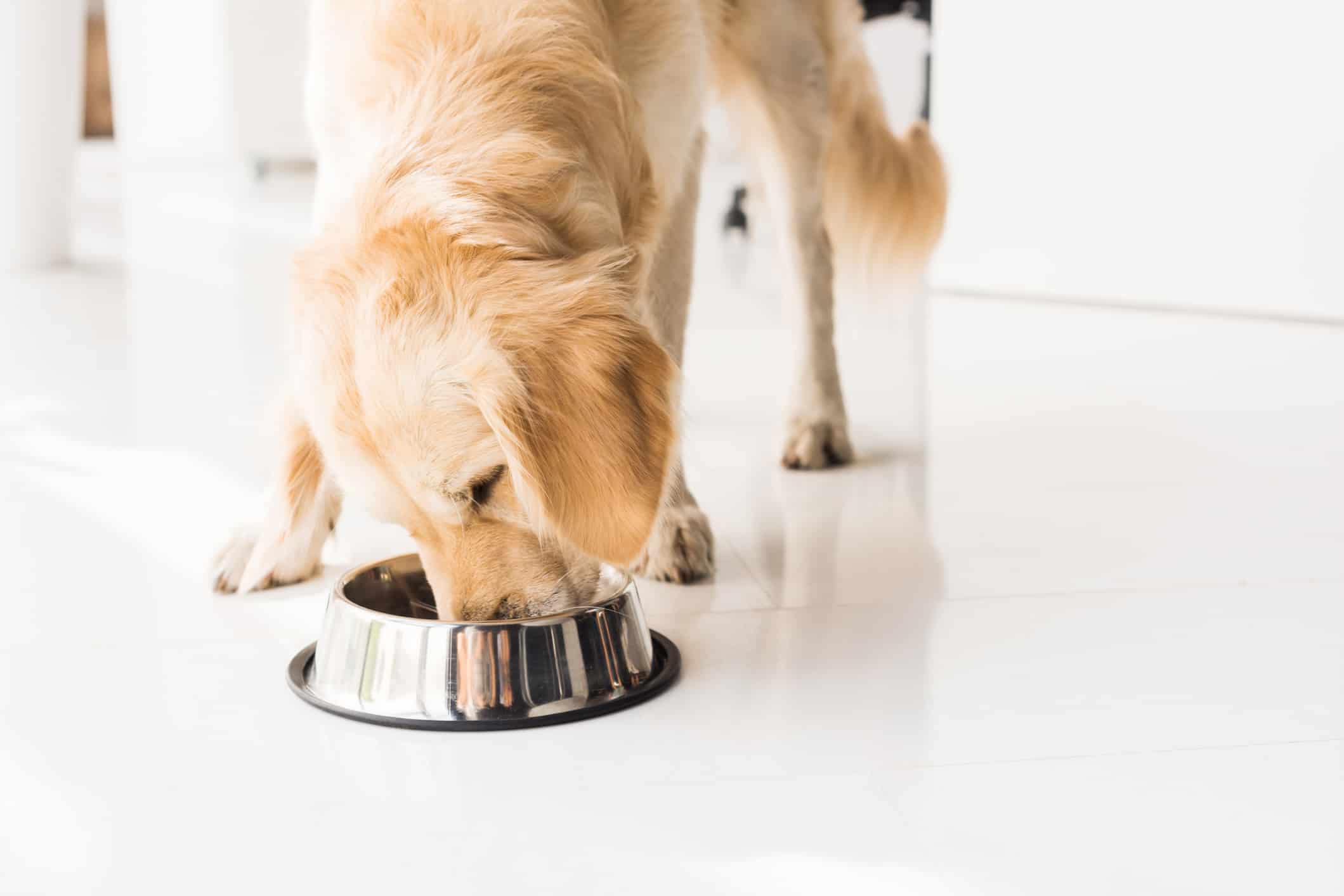 Golden retriever eating from dog bowl