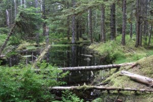 Discover the Largest Forest in Alaska (And What Lives Within It) Picture