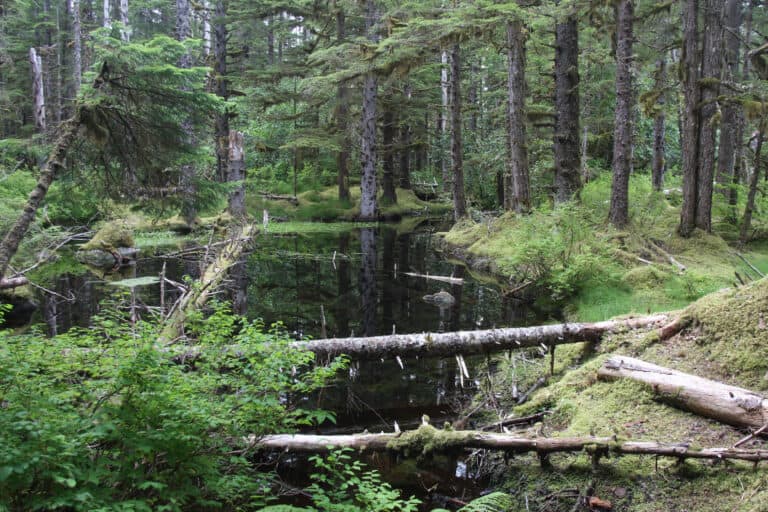 Tongass National Forest