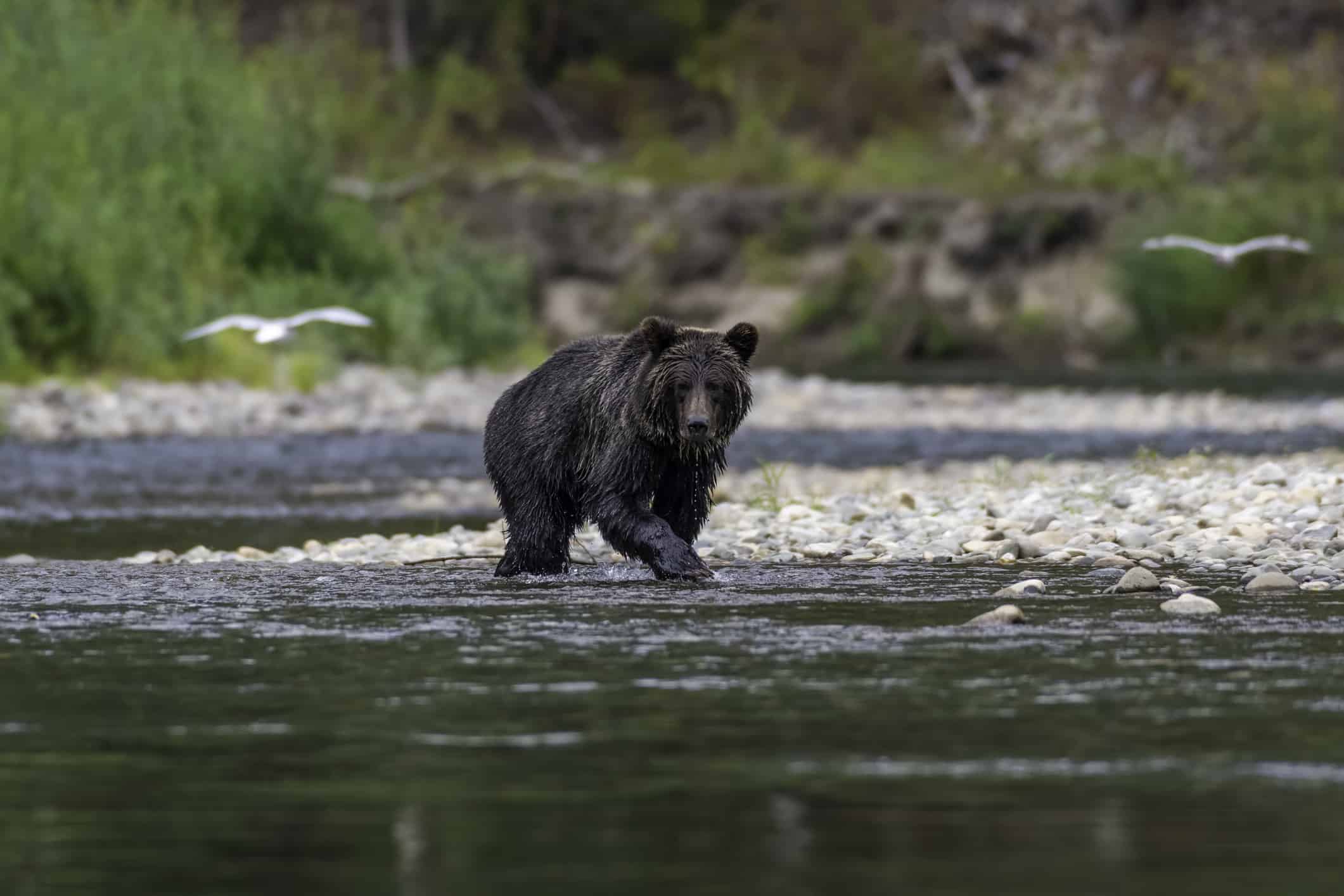 Grizzly bear walking in a river in Bella Coola British Columbia Canada