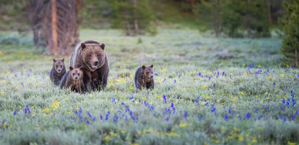Grizzly bear with cubs