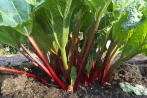 Discover 11 Red Vegetables: The Complete List Picture