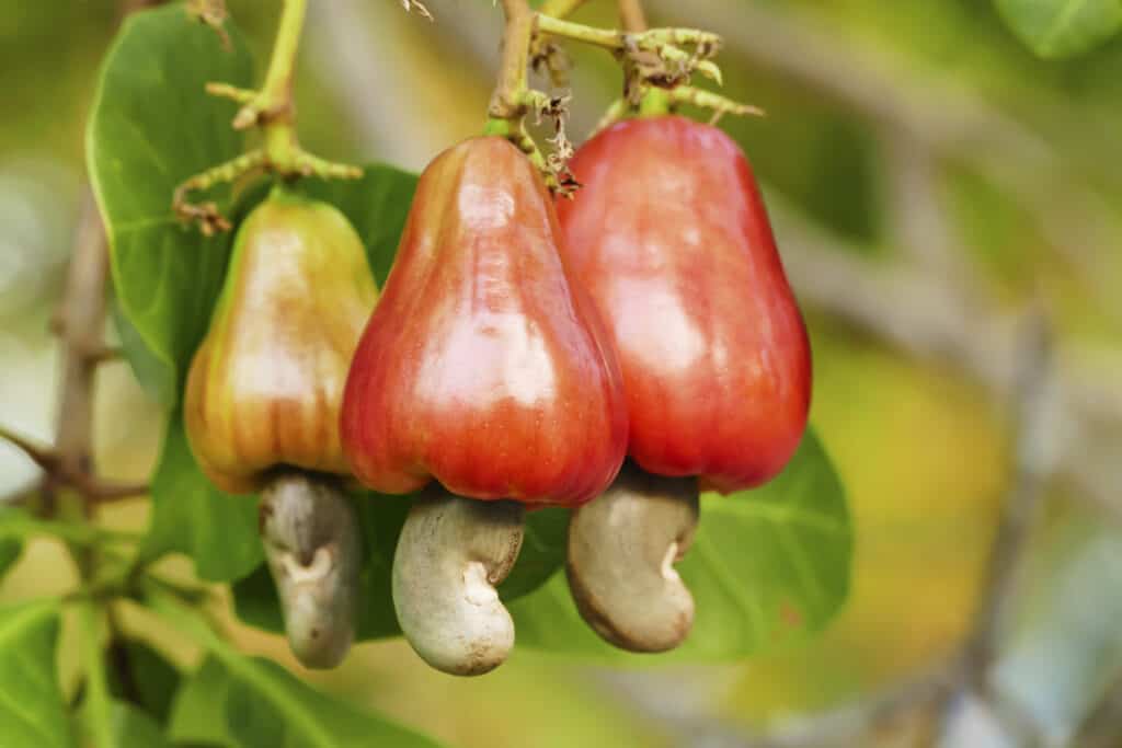 Cashew nut hanging below tree fruit