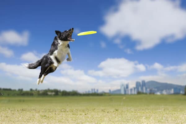 Border collie jumping high to catch a disc frisbee.