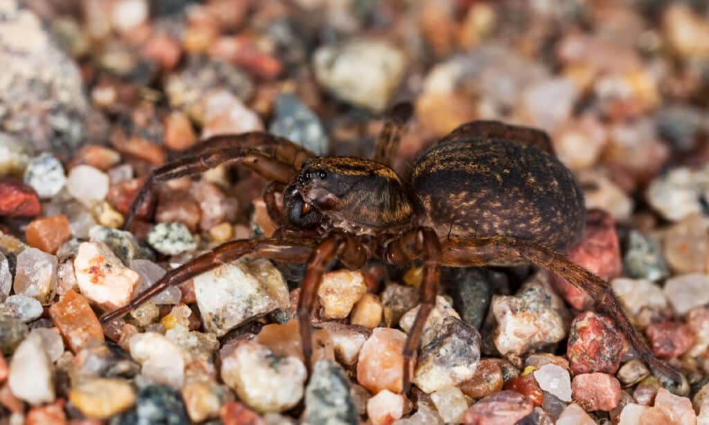 can a dog get sick from eating a spider