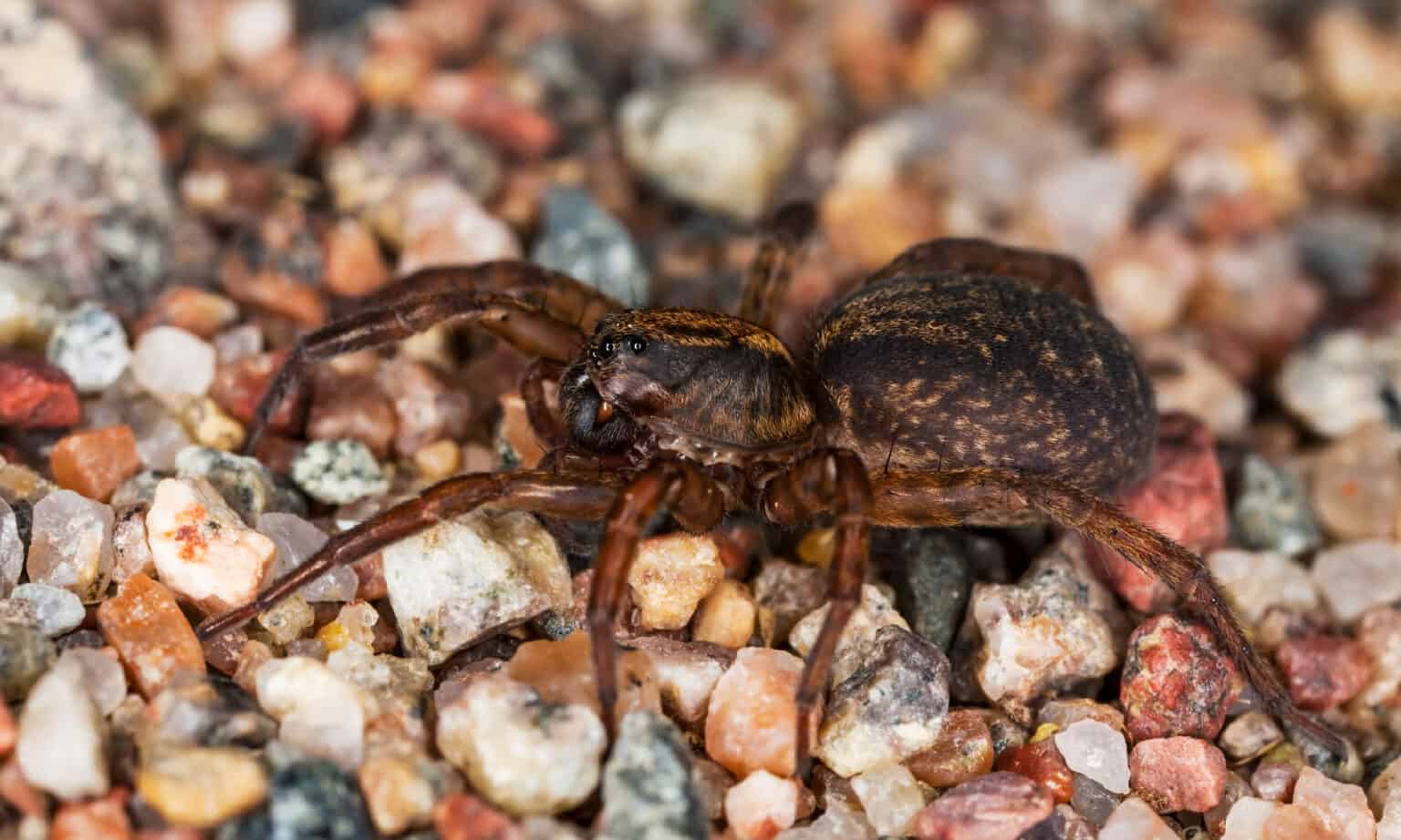 Wolf Spider Location: Where Do Wolf Spiders Live? - A-Z Animals