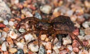 Are Wolf Spiders Dangerous to Dogs or Cats? Picture
