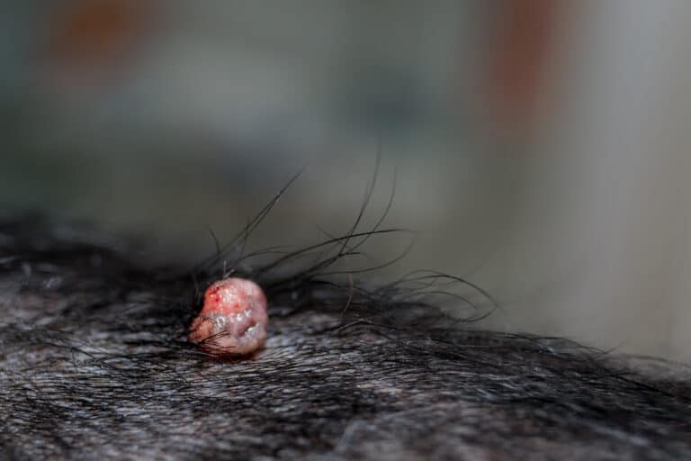 Wart on a dog